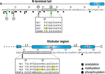 Interactions With Histone H3 & Tools to Study Them